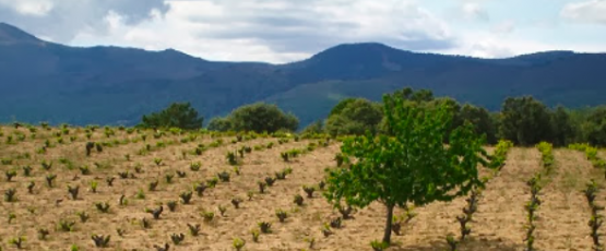 Peña Caballera 2011, Garnachas de Gredos – Vinoexpresión