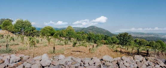 Emocionante proyecto en Sant Martín de Valdeiglesias – Vinissimus